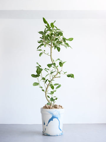 フィカス・ベンガレンシス まがり XL 【首都圏限定】(アーバンプランツポット マーブルミルク)