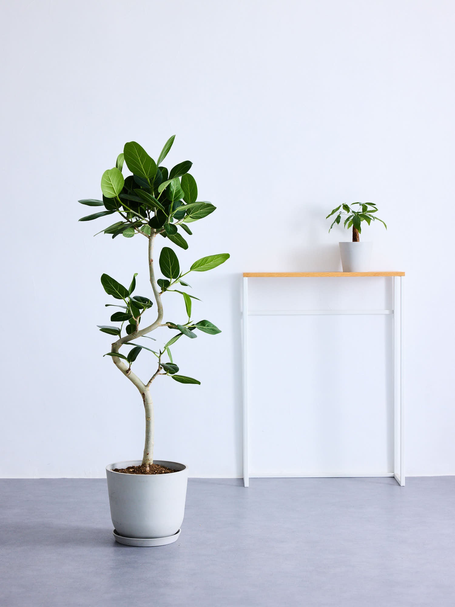 フィカス・ベンガレンシス まがり M〈沖縄産 〉 | 観葉植物の通販 AND 
