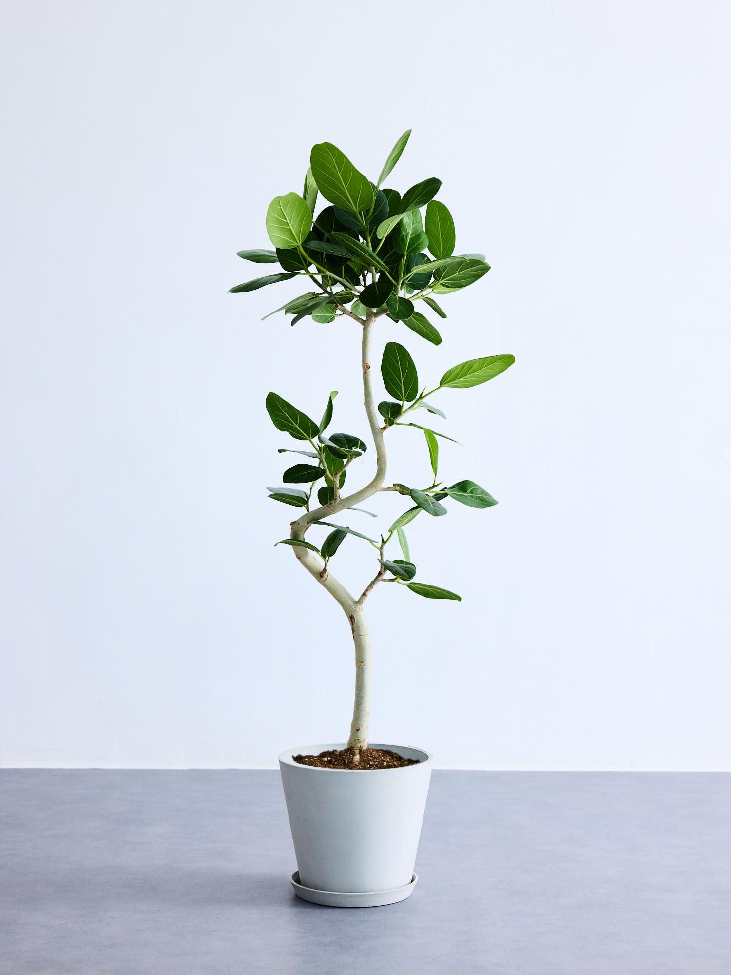 フィカス・ベンガレンシス まがり M〈沖縄産 〉 | 観葉植物の通販 AND