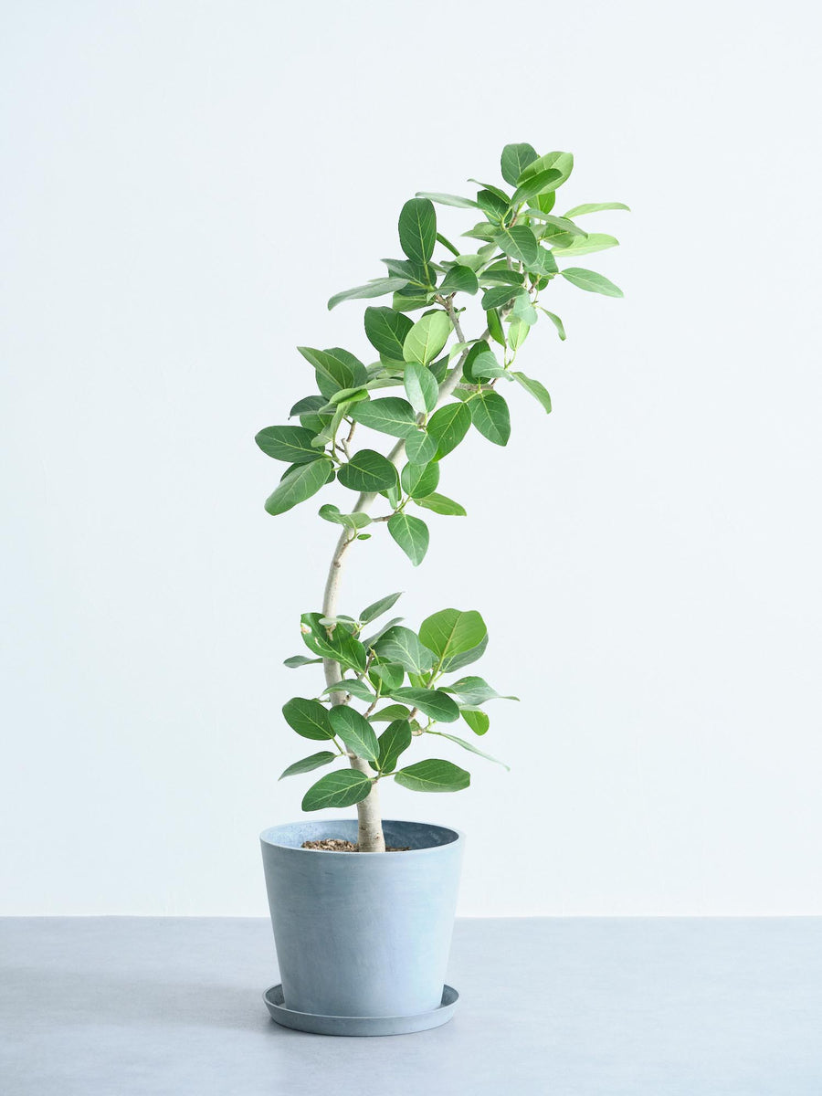 ［現品］☆極太☆ 15番　フィカス　ベンガレンシス　10号　観葉植物　室内　大型 フィカス・ベンガレンシス 10号 | 観葉植物の通販 AND PLANTS (アンド
