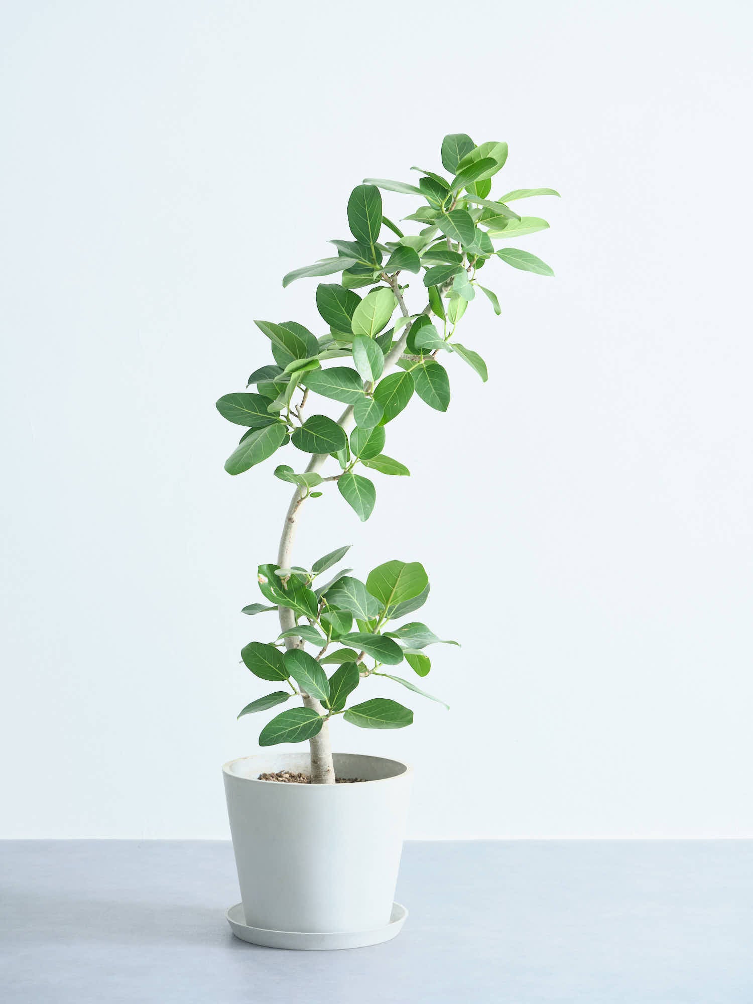 フィカス・ベンガレンシス カーブ L | 観葉植物の通販 AND
