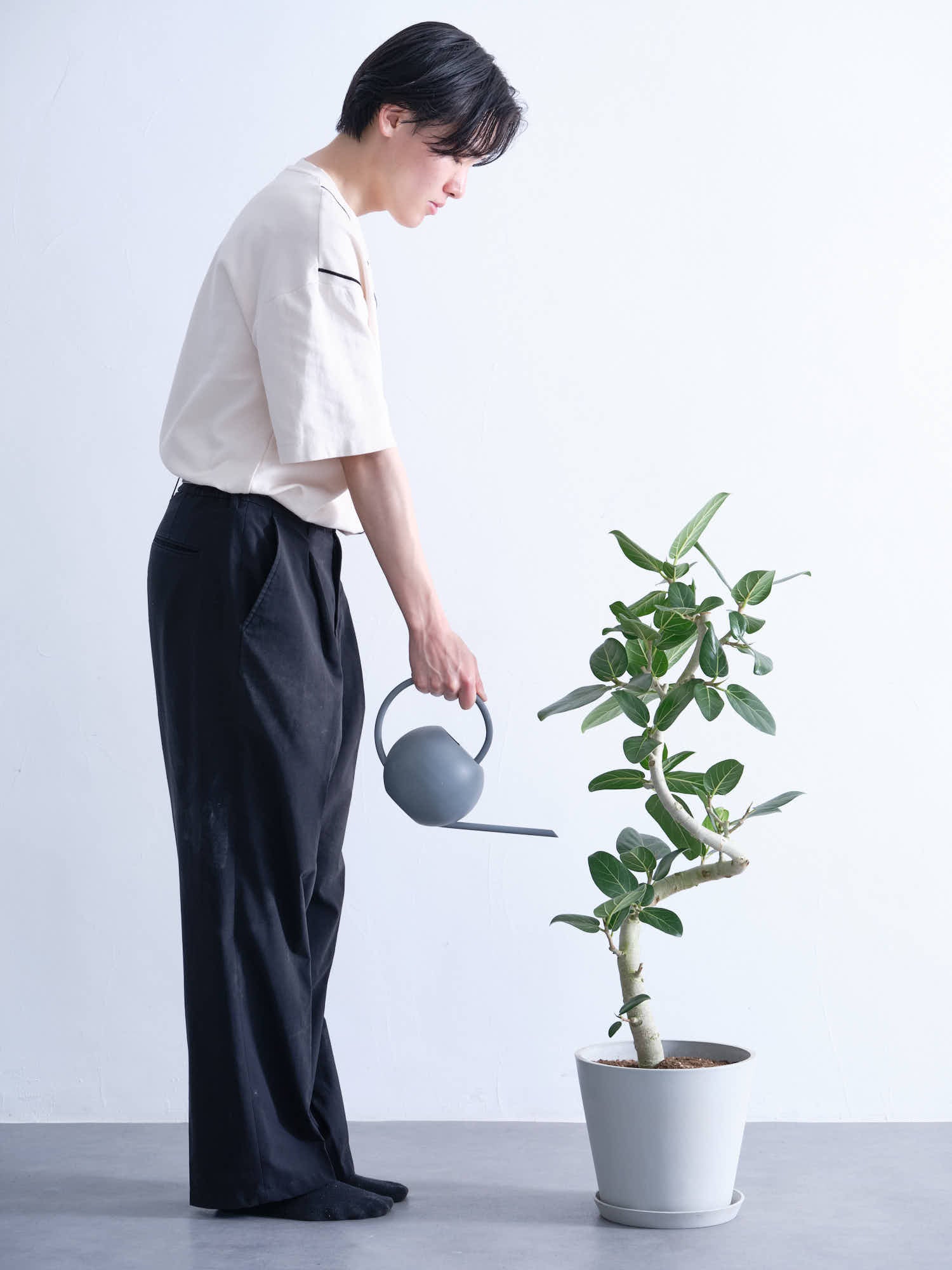 フィカス・ベンガレンシス らせん M | 観葉植物の通販 AND PLANTS