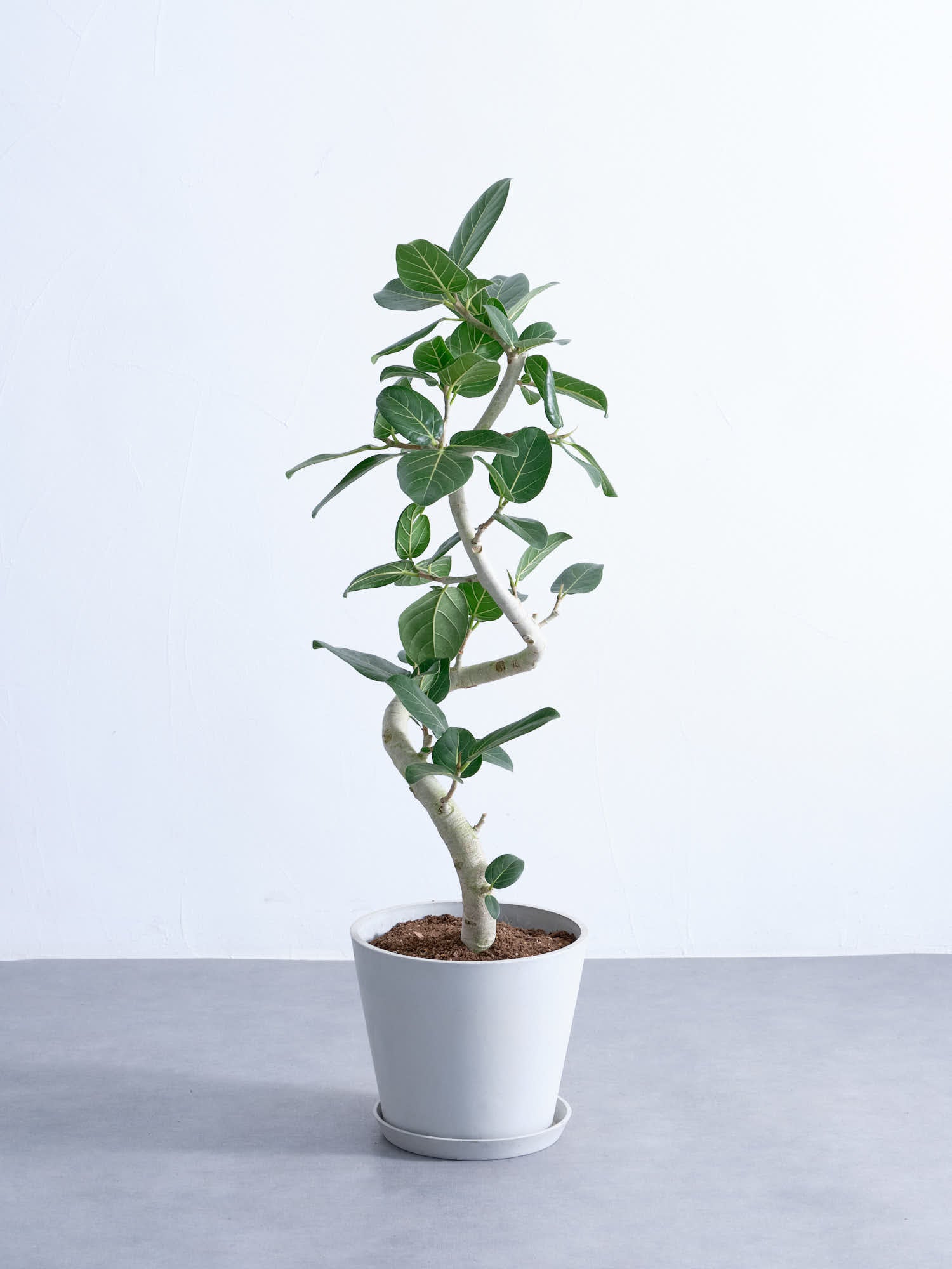 M インテリアフィカス (⁎ᴗ͈ˬᴗ͈⁎)ベンガレンシス Amazon｜観葉植物 フィカス ベンガレンシス 6号鉢 ゴムの木 観葉