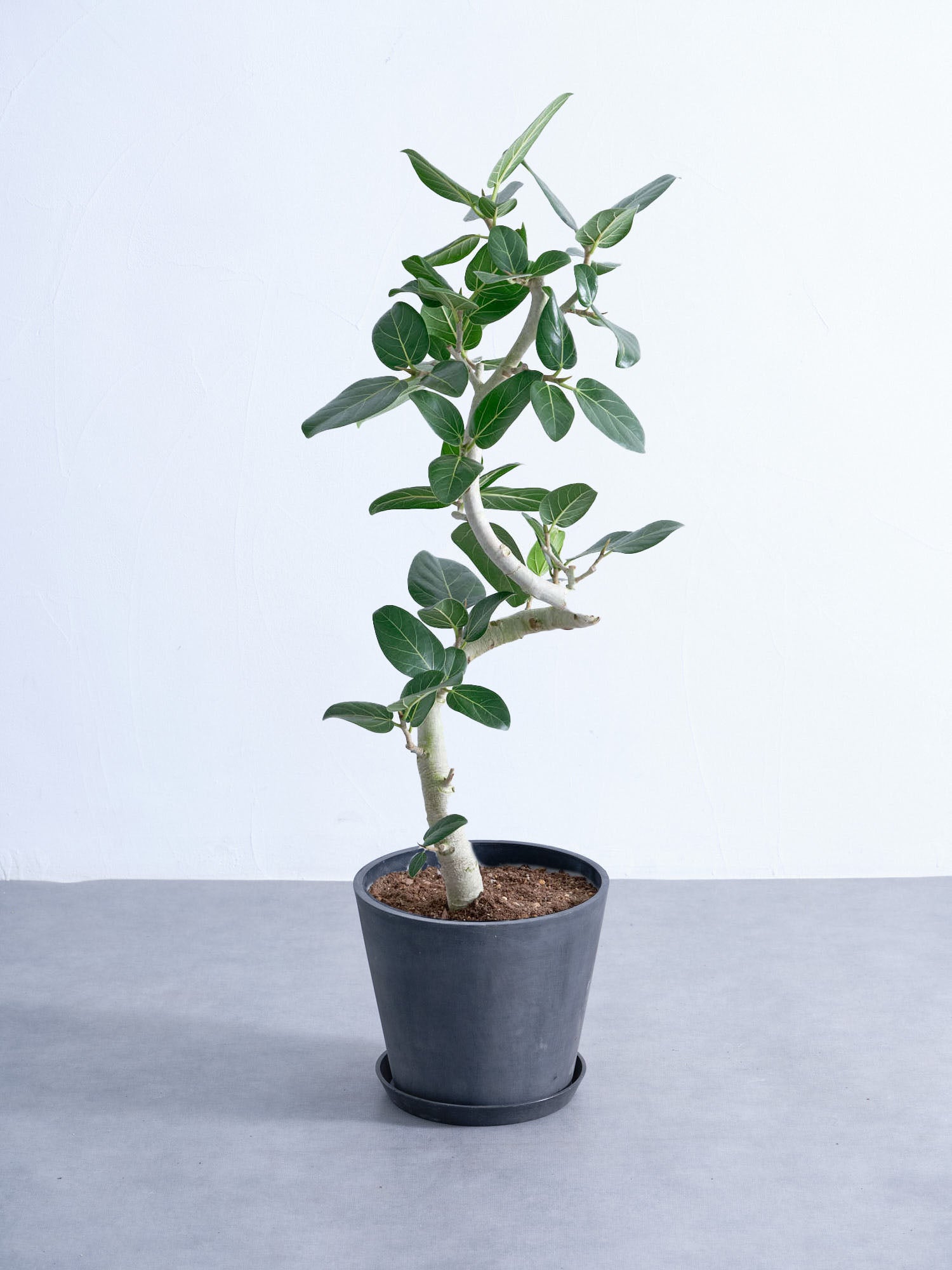 フィカス・ベンガレンシス らせん M | 観葉植物の通販 AND