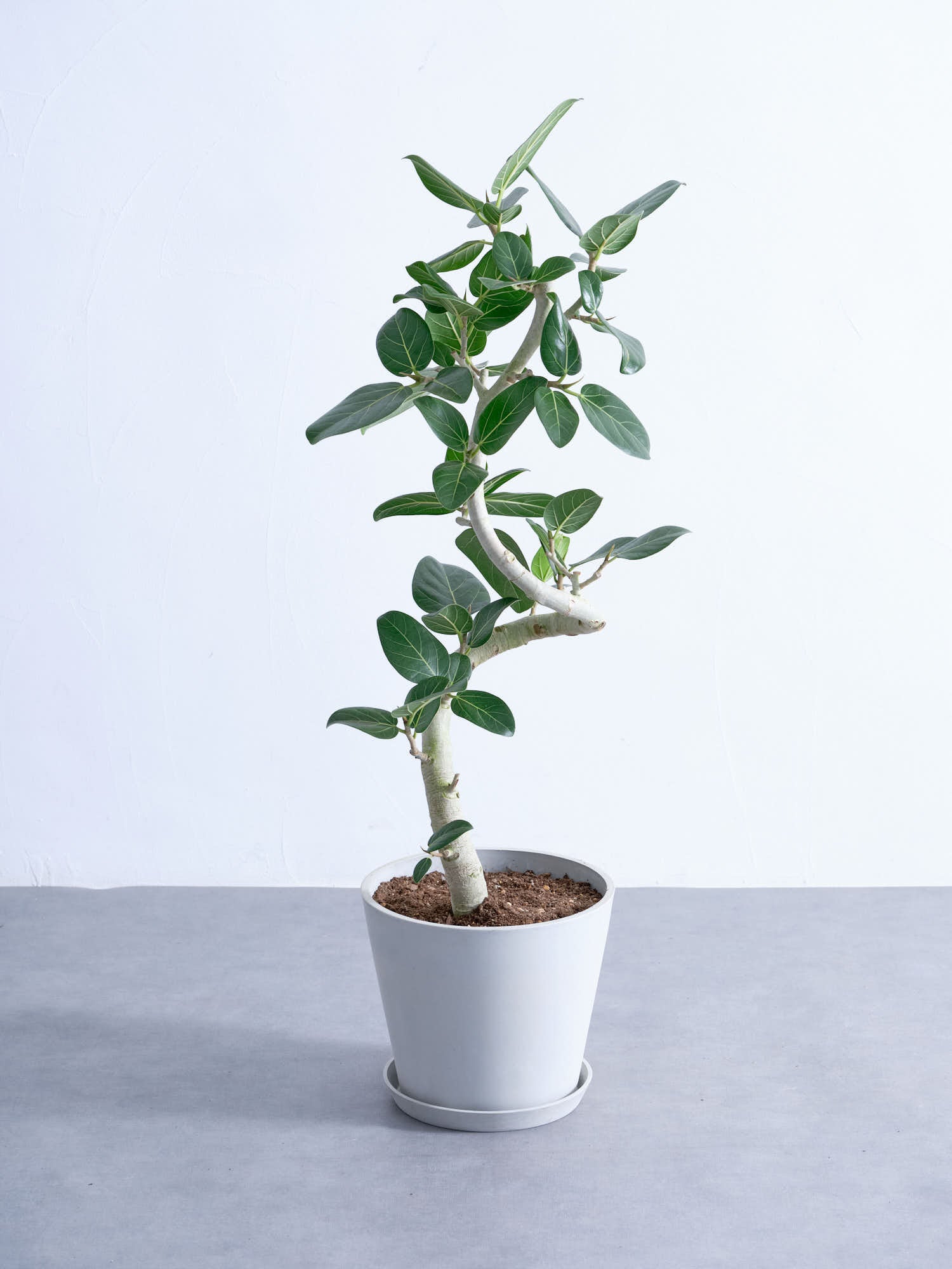 フィカス・ベンガレンシス らせん M | 観葉植物の通販 AND PLANTS