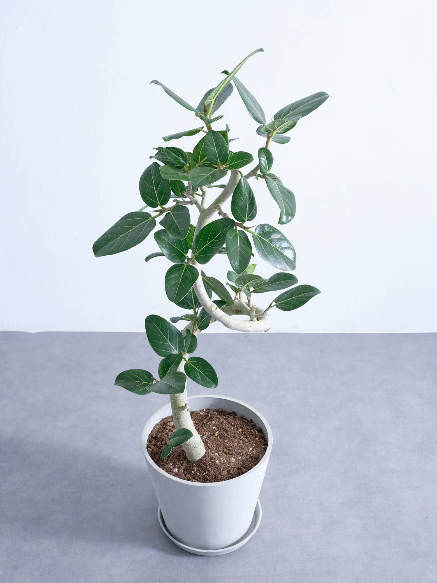 フィカス・ベンガレンシス らせん M | 観葉植物の通販 AND PLANTS