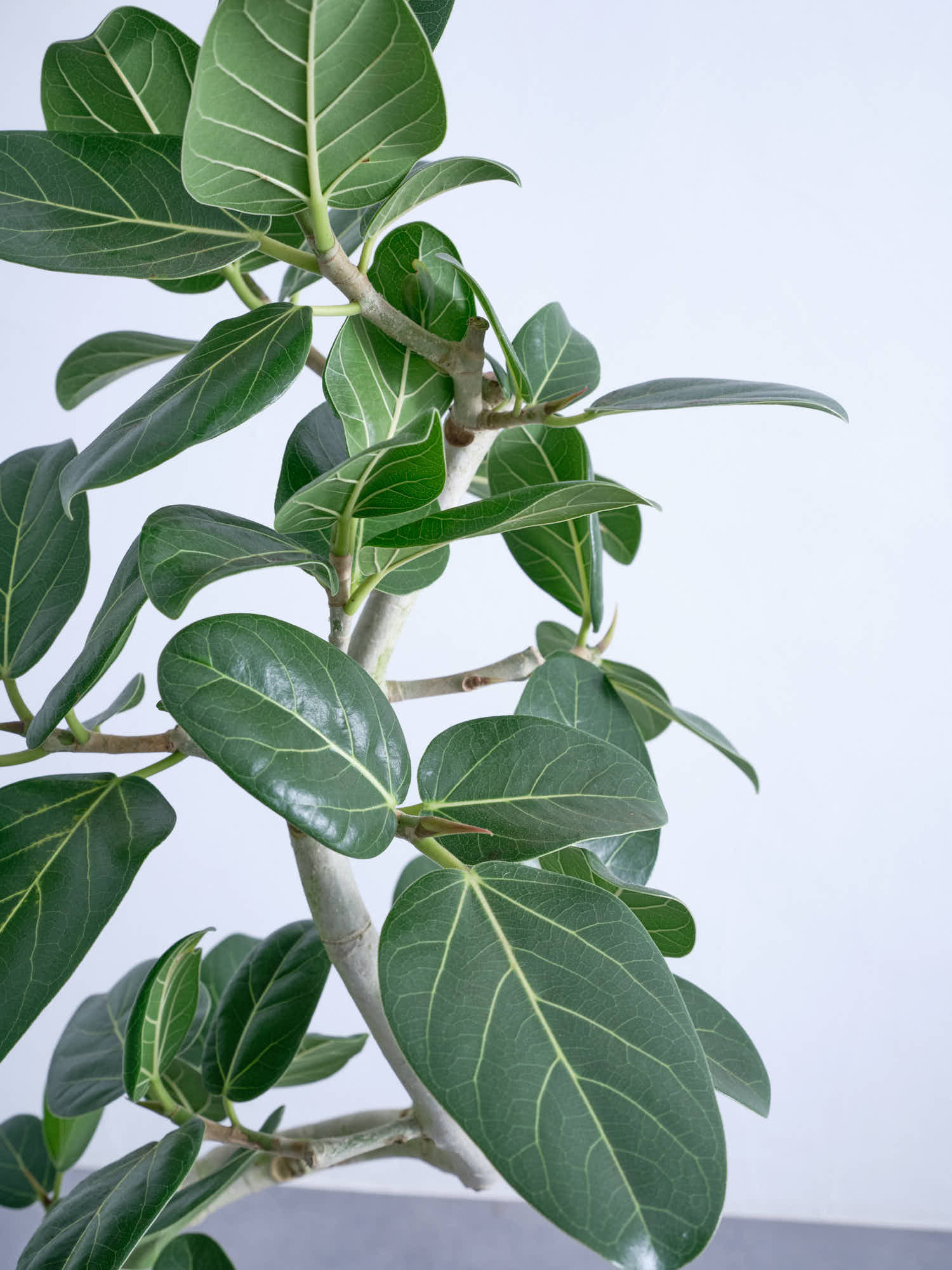 フィカス・ベンガレンシス らせん M | 観葉植物の通販 AND