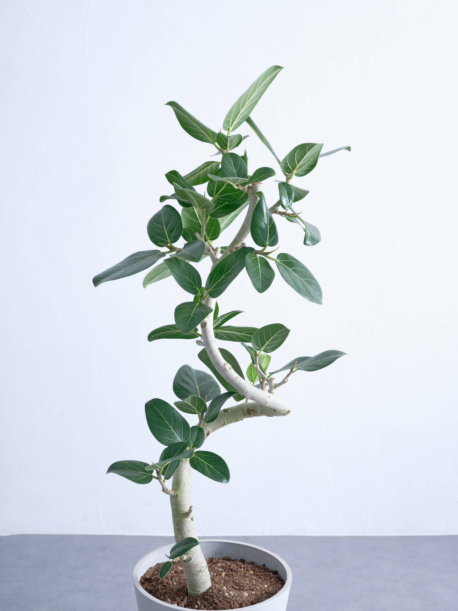 フィカス・ベンガレンシス らせん M | 観葉植物の通販 AND PLANTS