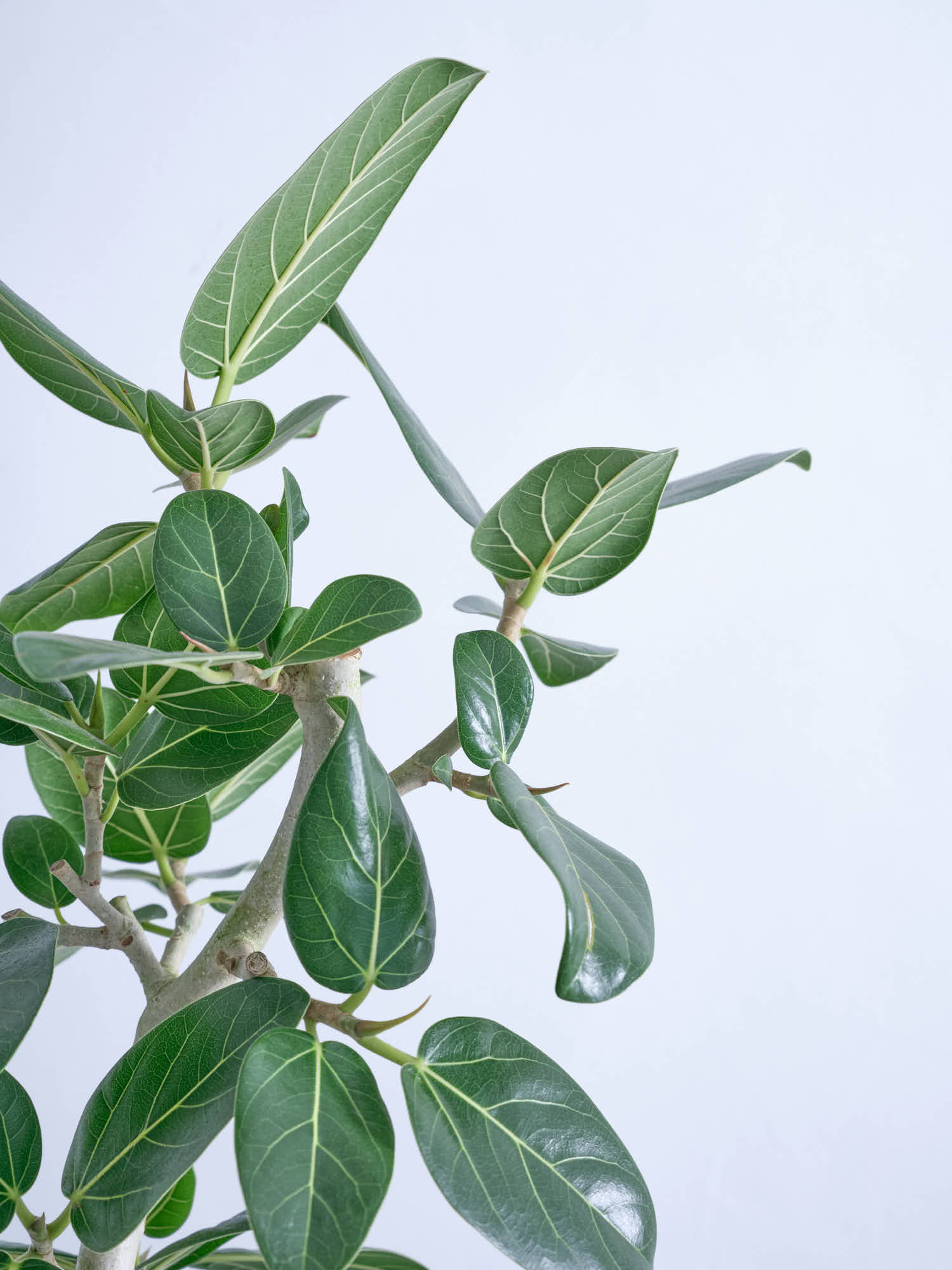 フィカス・ベンガレンシス らせん M | 観葉植物の通販 AND PLANTS