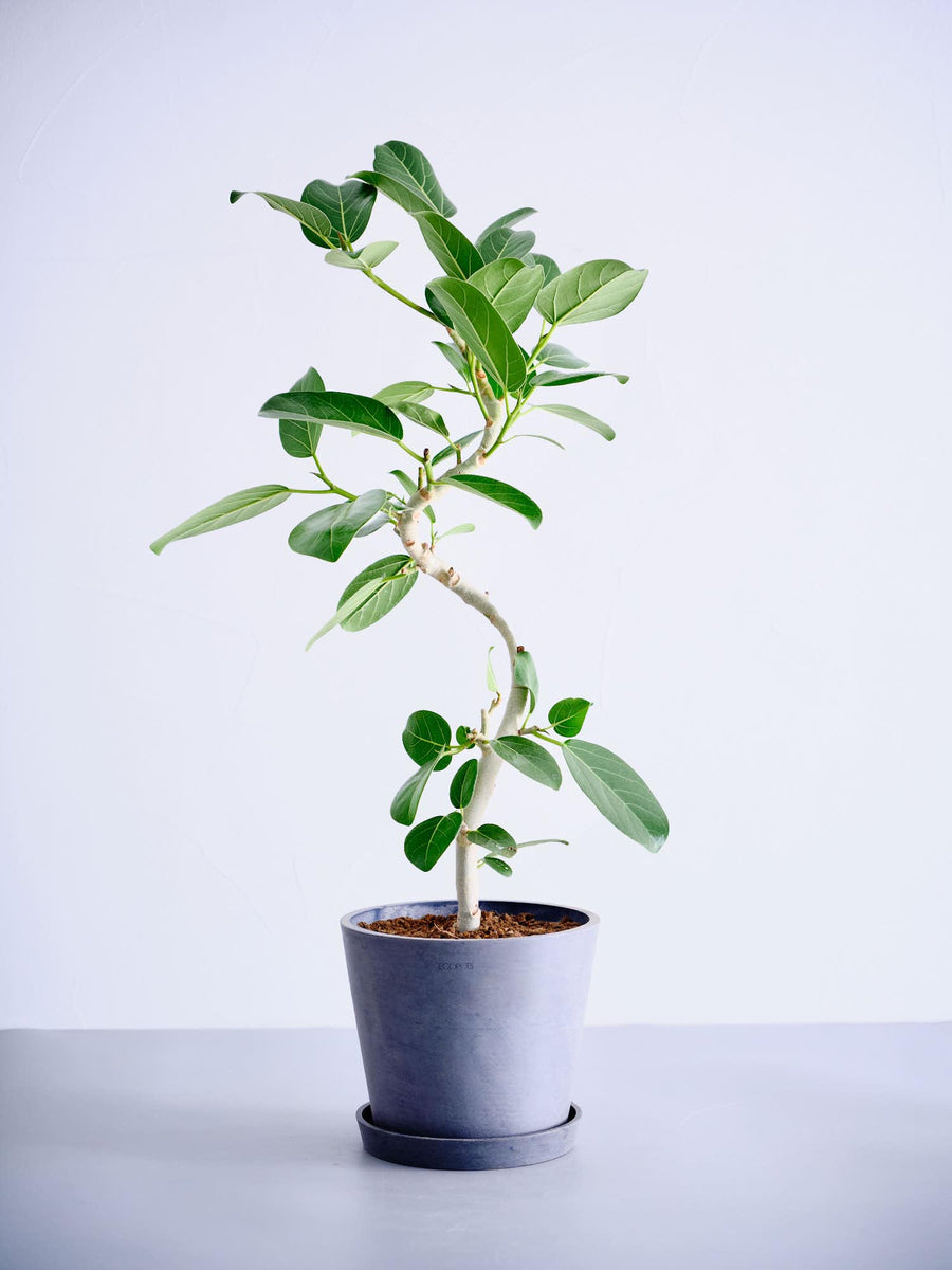 フィカス 6号 | 観葉植物の通販 AND PLANTS (アンドプランツ)