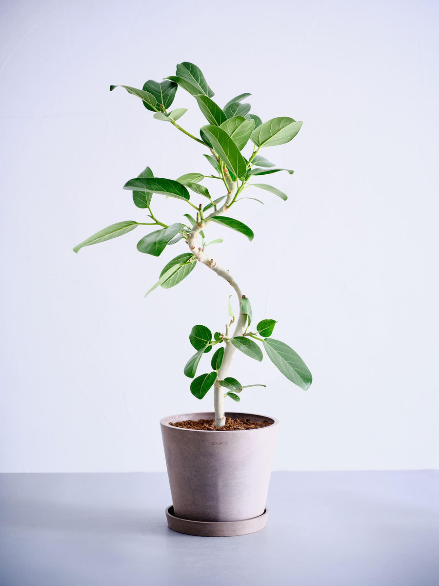 フィカス 6号 | 観葉植物の通販 AND PLANTS (アンドプランツ)