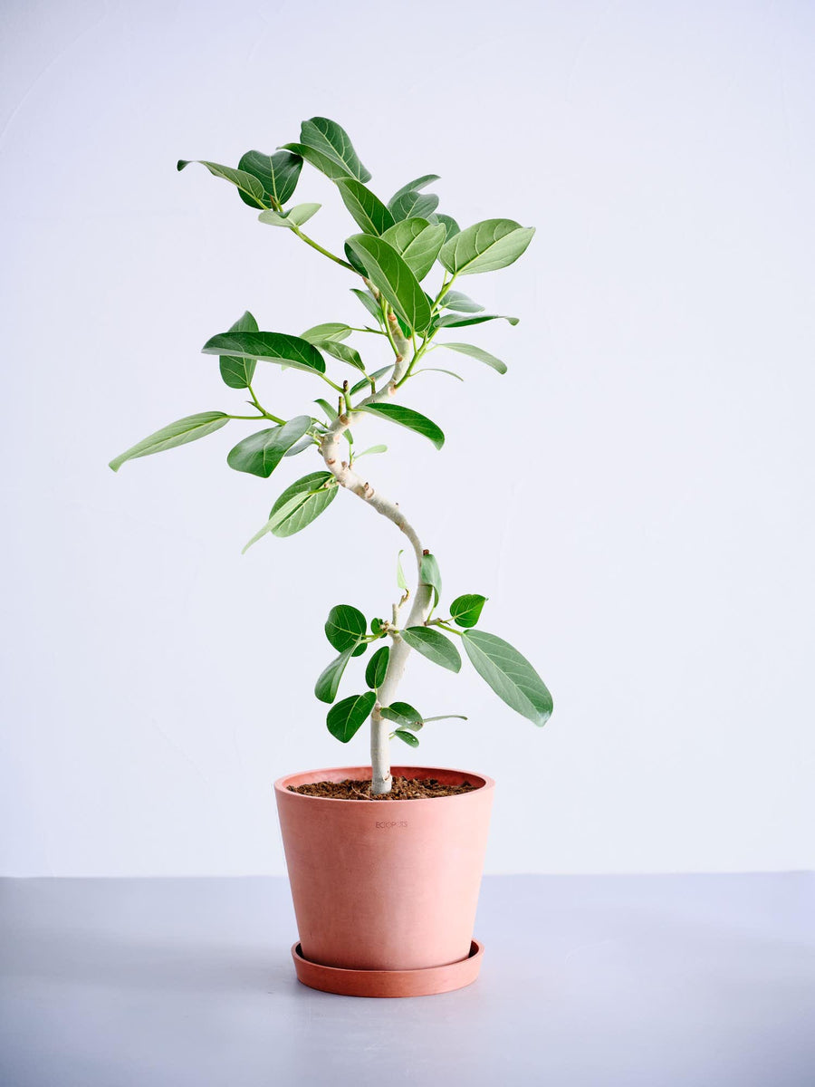 フィカス 6号 | 観葉植物の通販 AND PLANTS (アンドプランツ)