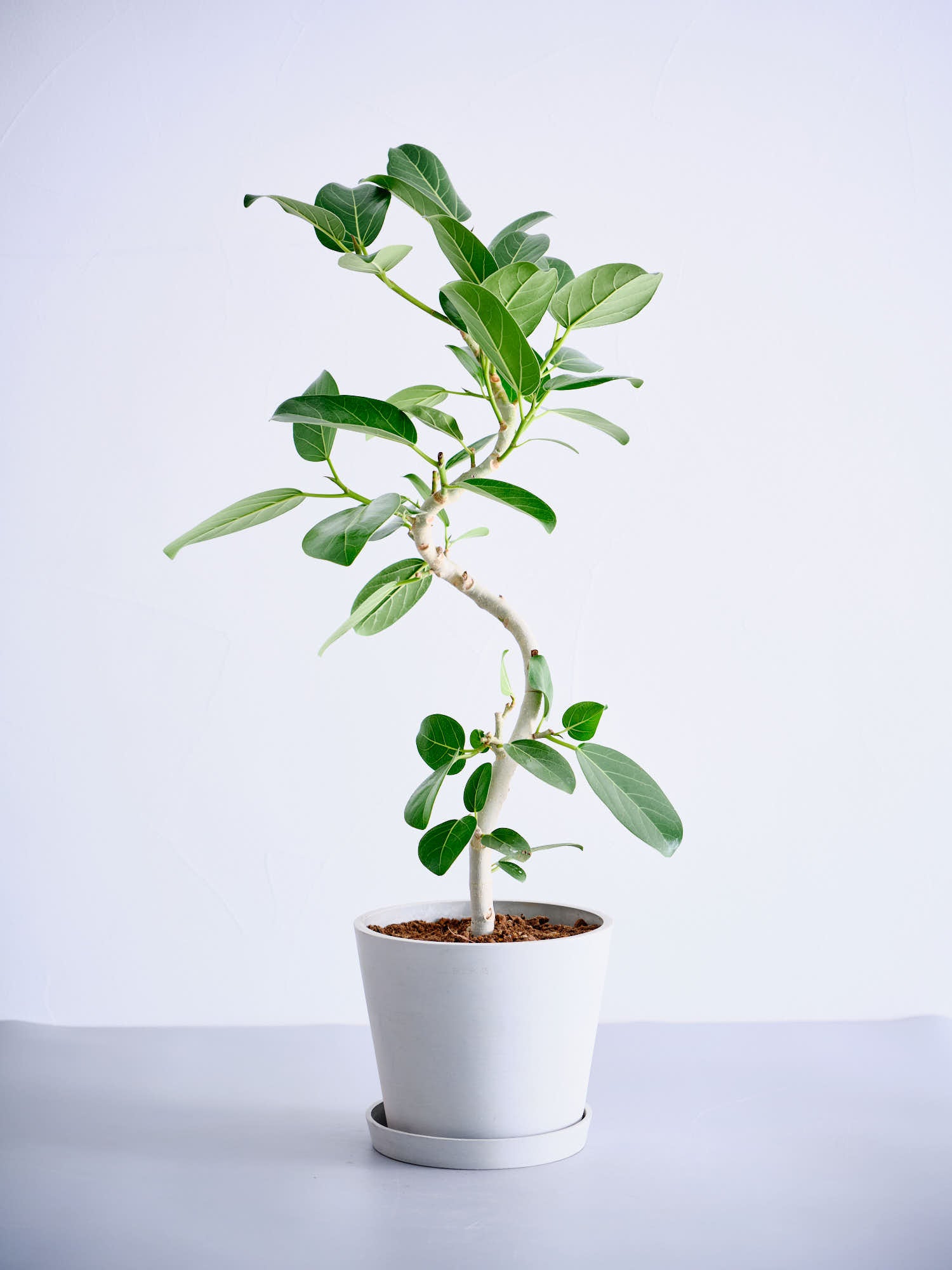 観葉植物 フィカス べンガレンシス 観葉植物 フィカス ベンガレンシス 8号 曲り ライム ドゥオ