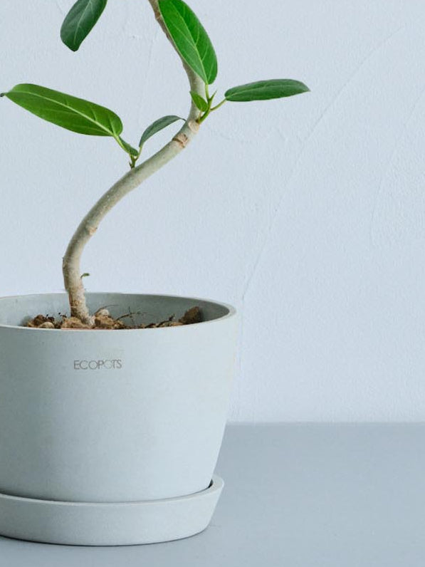 フィカス・ベンガレンシス S | 観葉植物の通販 AND PLANTS (アンド