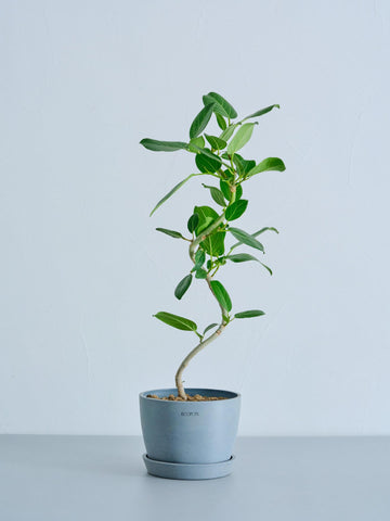 フィカス・ベンガレンシス らせん Table-L