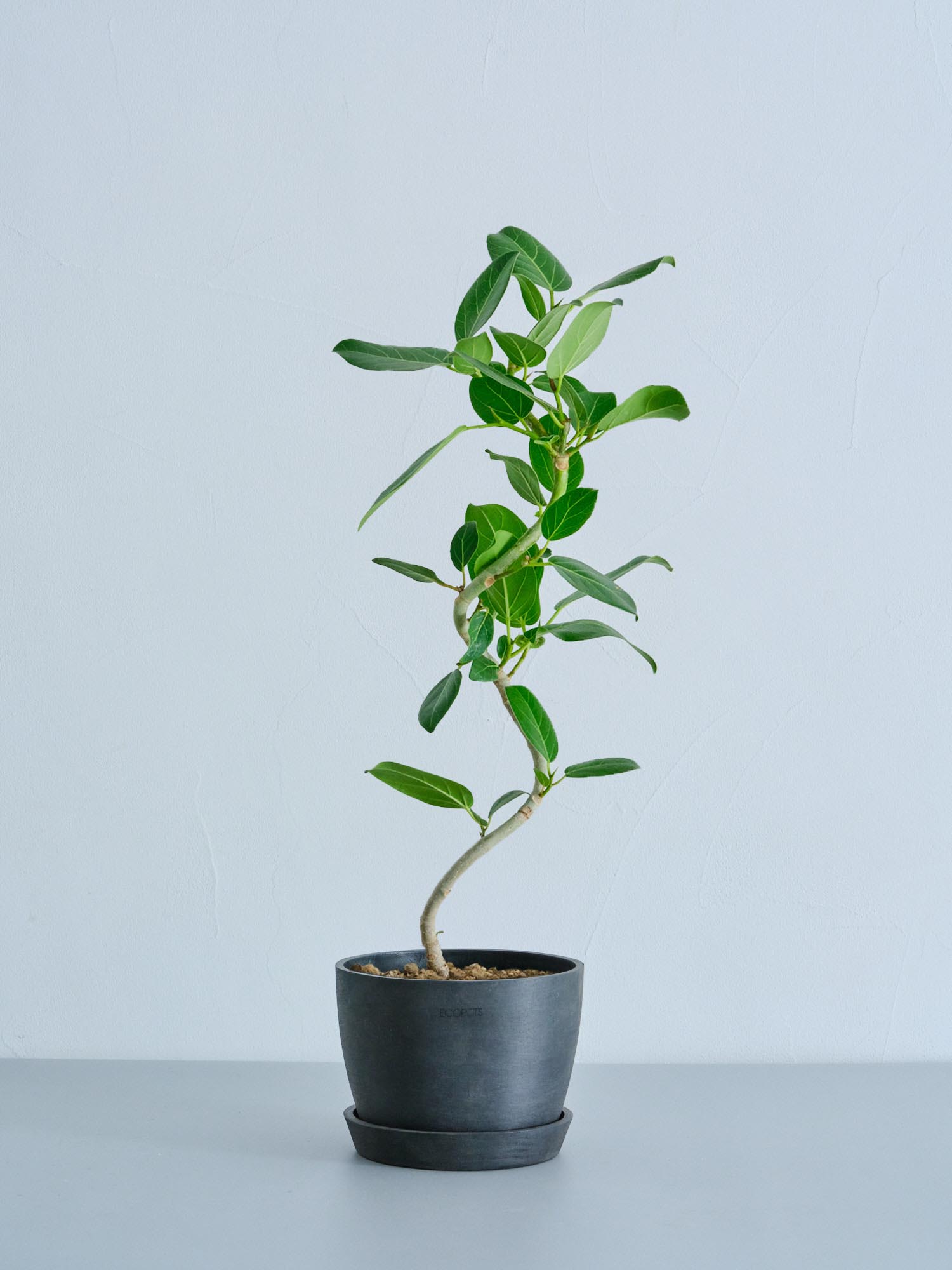 フィカス・ベンガレンシス S | 観葉植物の通販 AND PLANTS (アンド