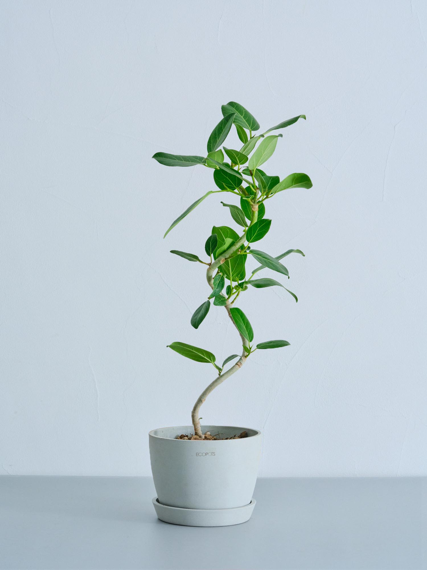 フィカス・ベンガレンシス S | 観葉植物の通販 AND PLANTS (アンド