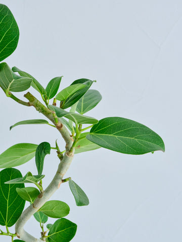 フィカス・ベンガレンシス らせん Table-L