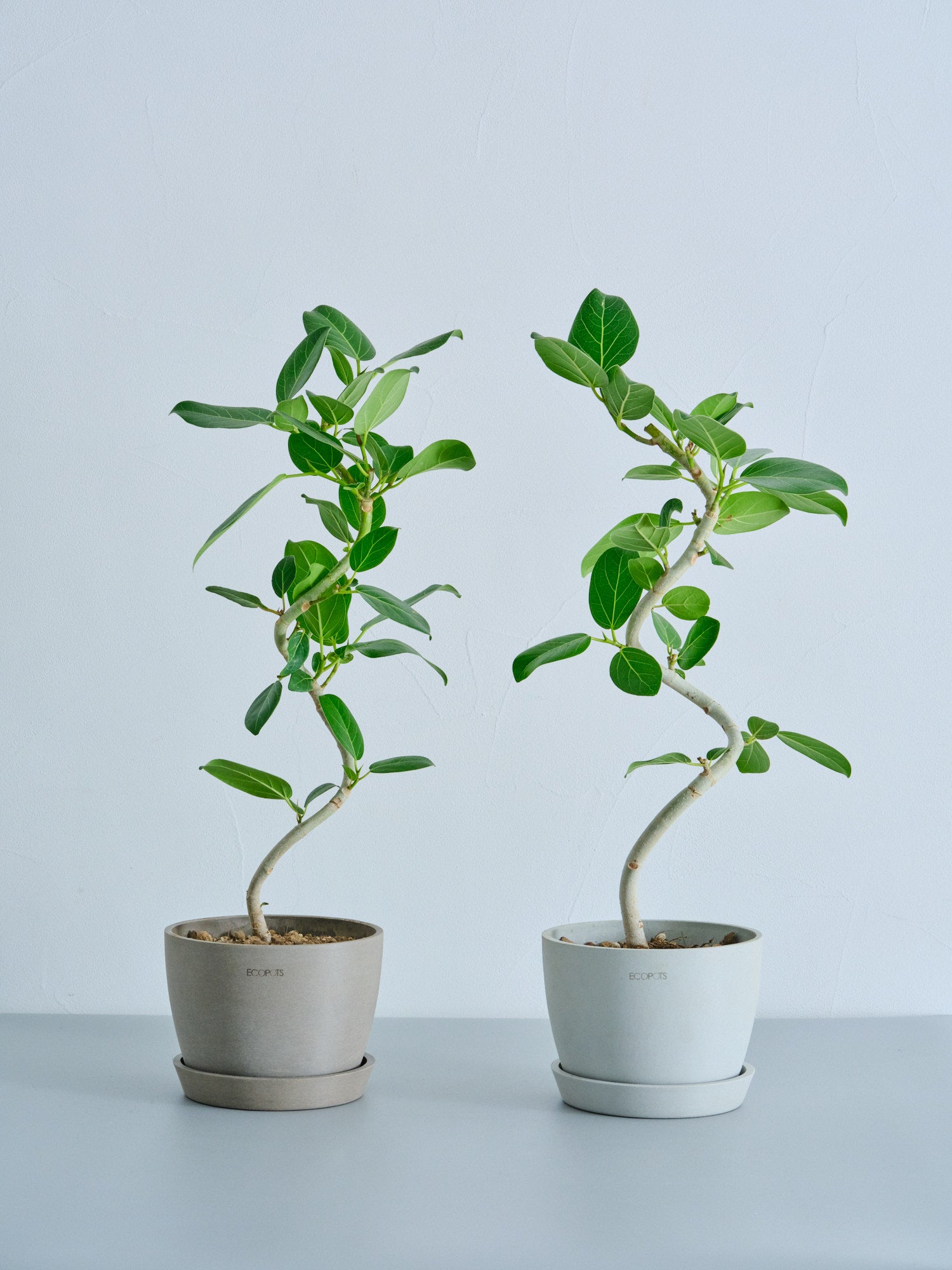 フィカス・ベンガレンシス S | 観葉植物の通販 AND PLANTS