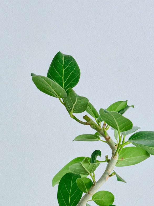 フィカス・ベンガレンシス S | 観葉植物の通販 AND PLANTS (アンド