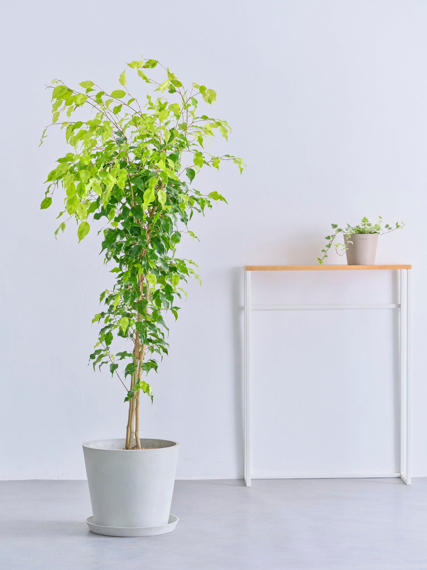 フィカス・ベンジャミン L | 観葉植物の通販 AND PLANTS (アンドプランツ)