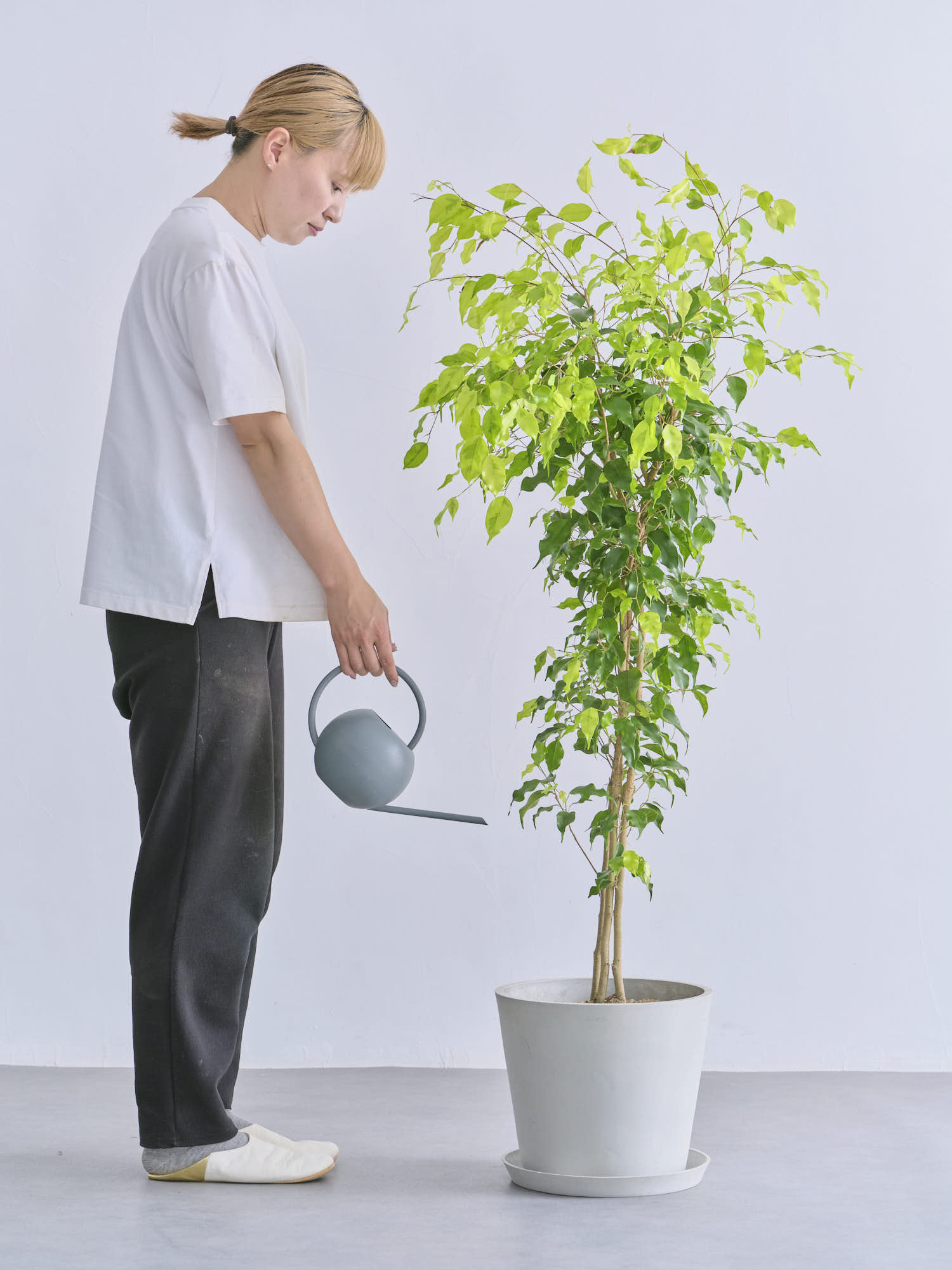 フィカス・ベンジャミン L | 観葉植物の通販 AND PLANTS (アンドプランツ)