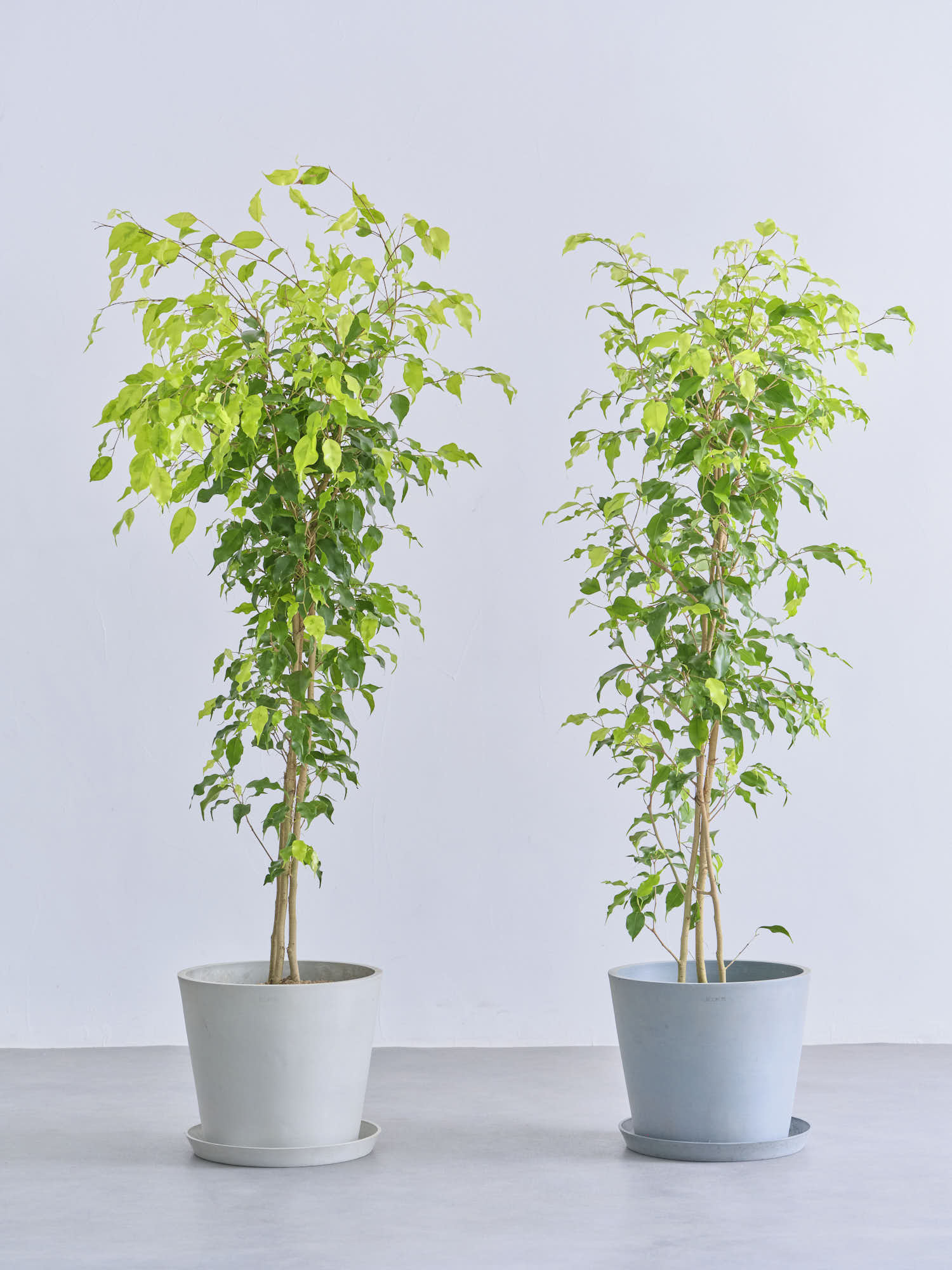 フィカス・ベンジャミン L | 観葉植物の通販 AND PLANTS (アンドプランツ)