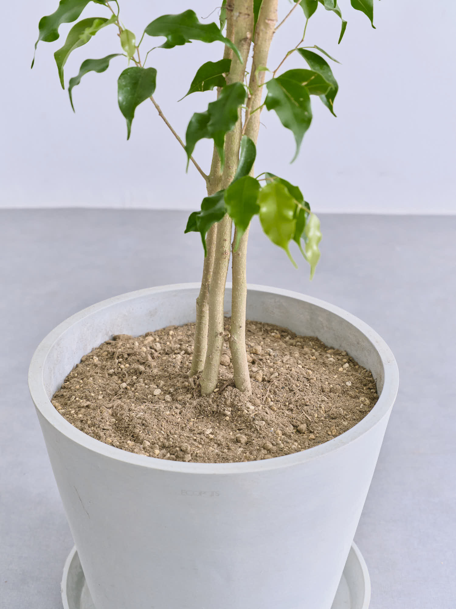 フィカス・ベンジャミン L | 観葉植物の通販 AND PLANTS (アンドプランツ)