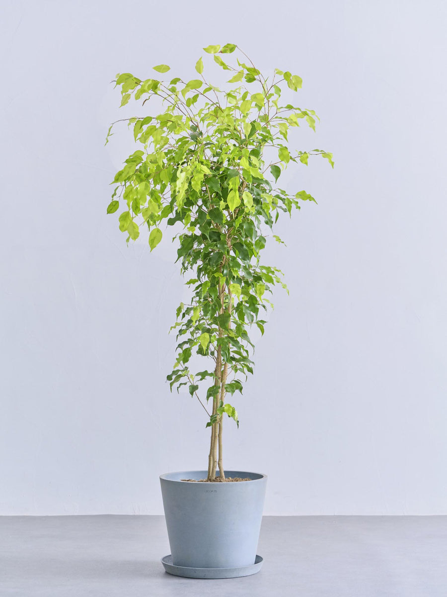 フィカス・ベンジャミン | 観葉植物の通販 AND PLANTS (アンドプランツ)