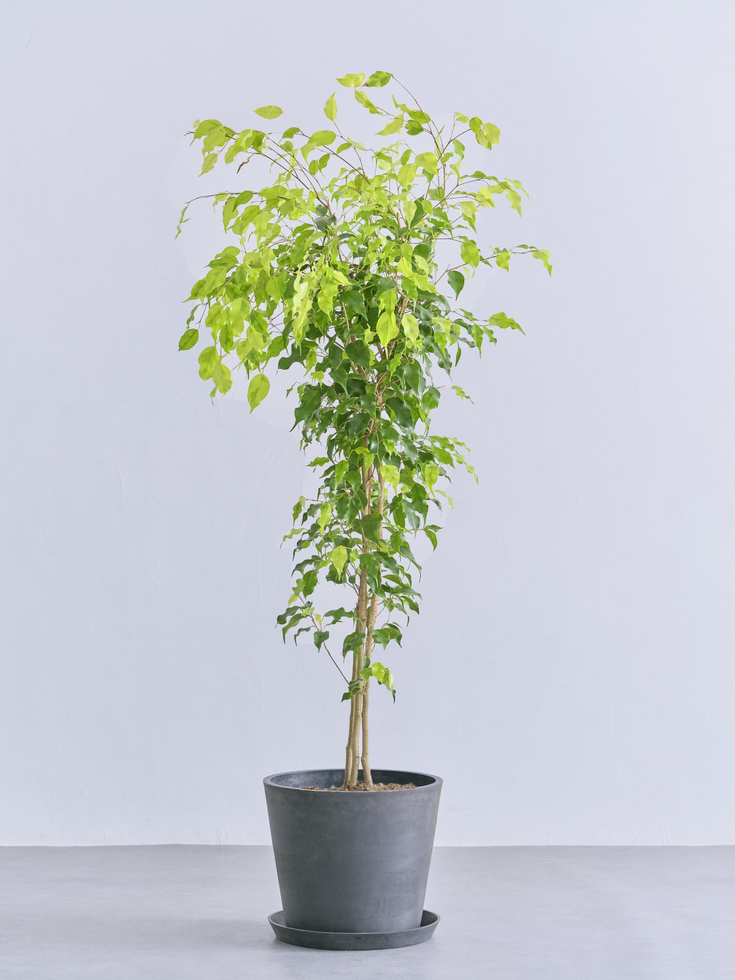 フィカス・ベンジャミン L | 観葉植物の通販 AND PLANTS (アンドプランツ)