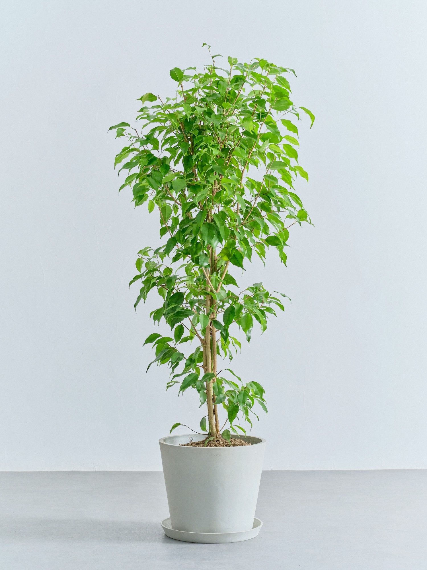 フィカス・ベンジャミン L | 観葉植物の通販 AND PLANTS (アンドプランツ)