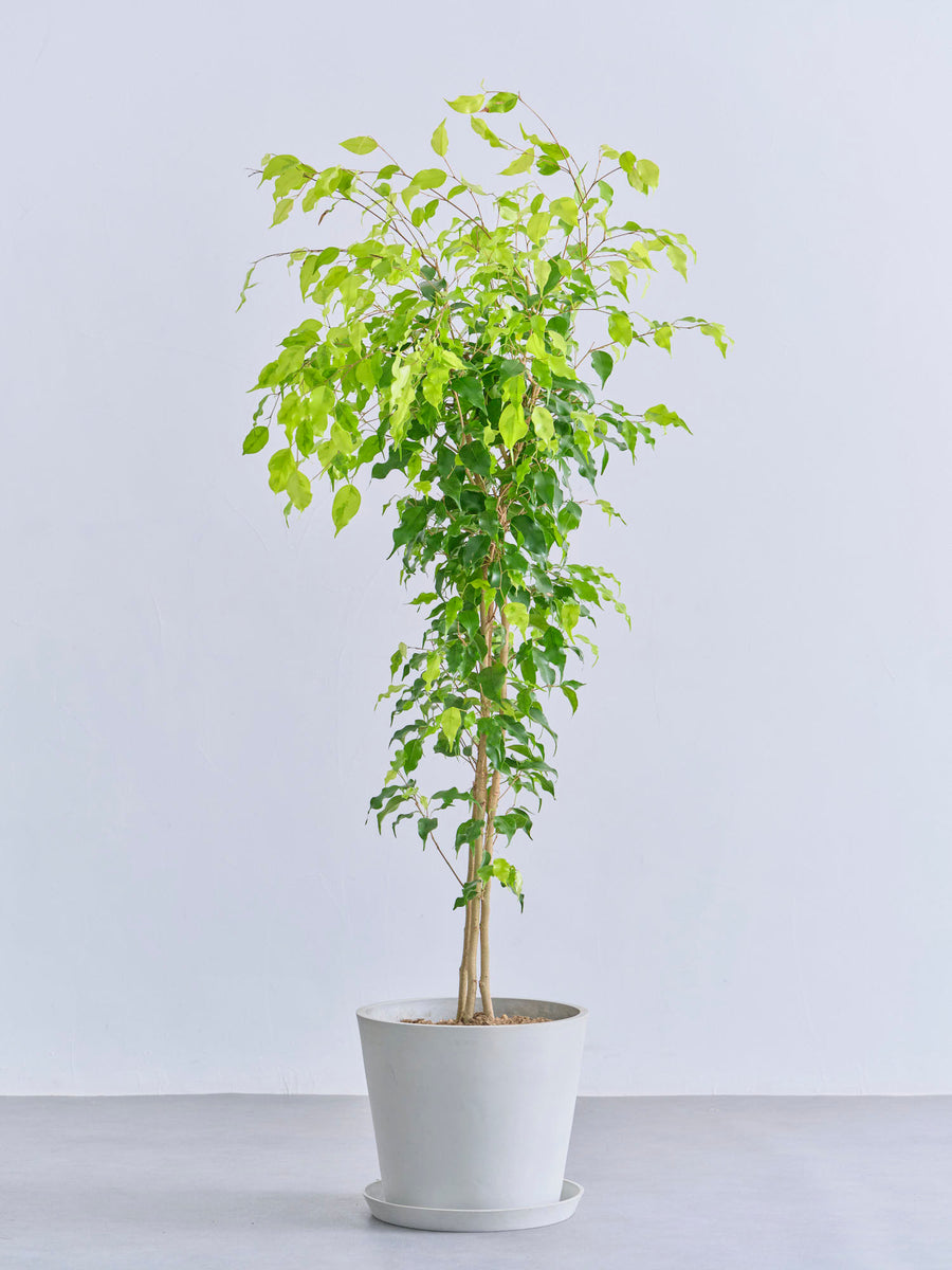 ベンジャミン | 観葉植物の通販 AND PLANTS (アンドプランツ)