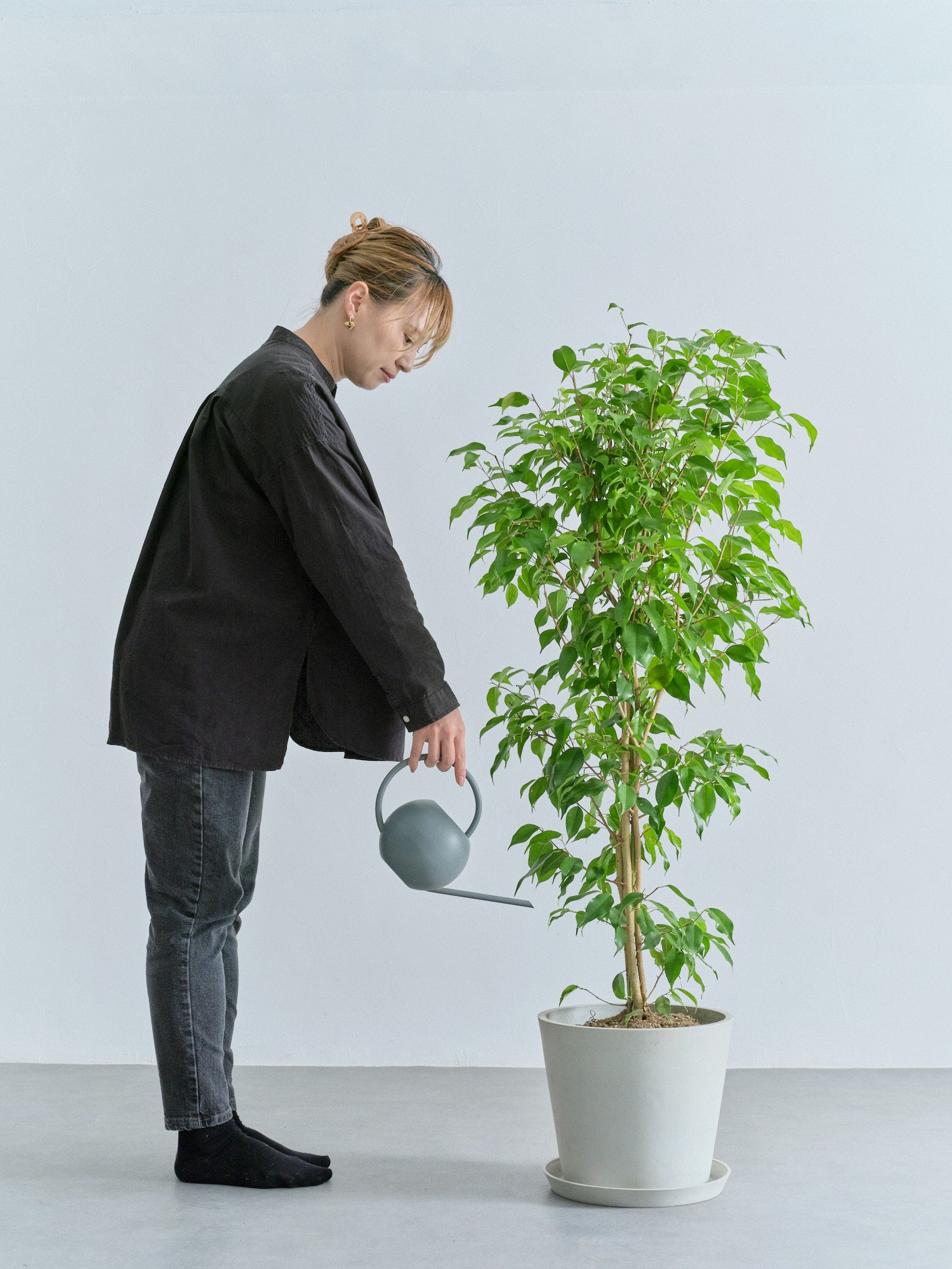 フィカス・ベンジャミン L | 観葉植物の通販 AND PLANTS (アンドプランツ)