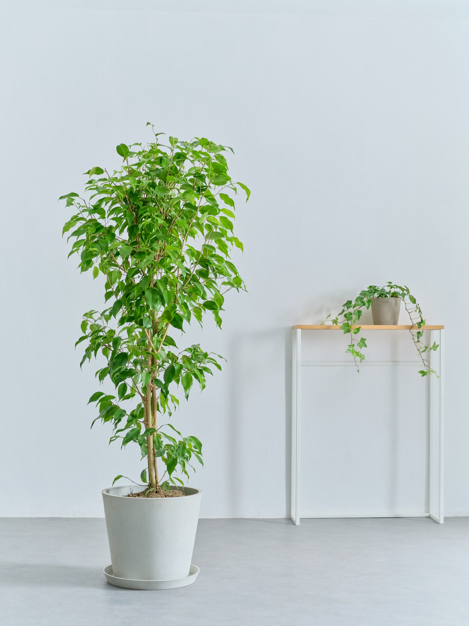 ベンジャミンさん専用　カツラの木　/136 フィカス・ベンジャミン L | 観葉植物の通販 AND PLANTS (アンドプランツ)