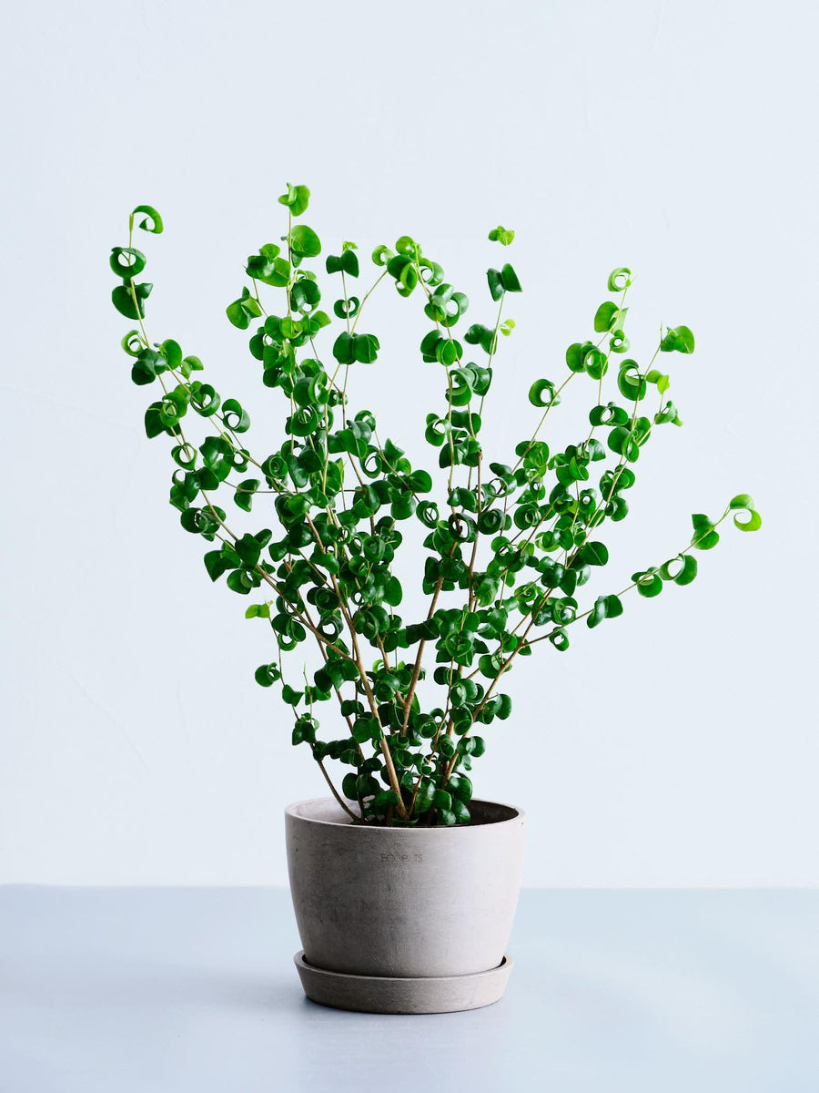 フィカス・ベンジャミン・バロック 5号 | 観葉植物の通販 AND PLANTS