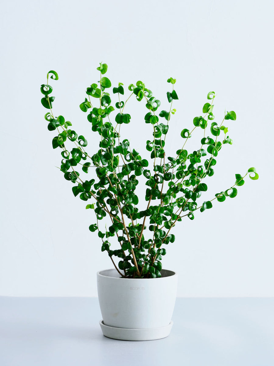 フィカス・ベンジャミン・バロック | 観葉植物の通販 AND PLANTS