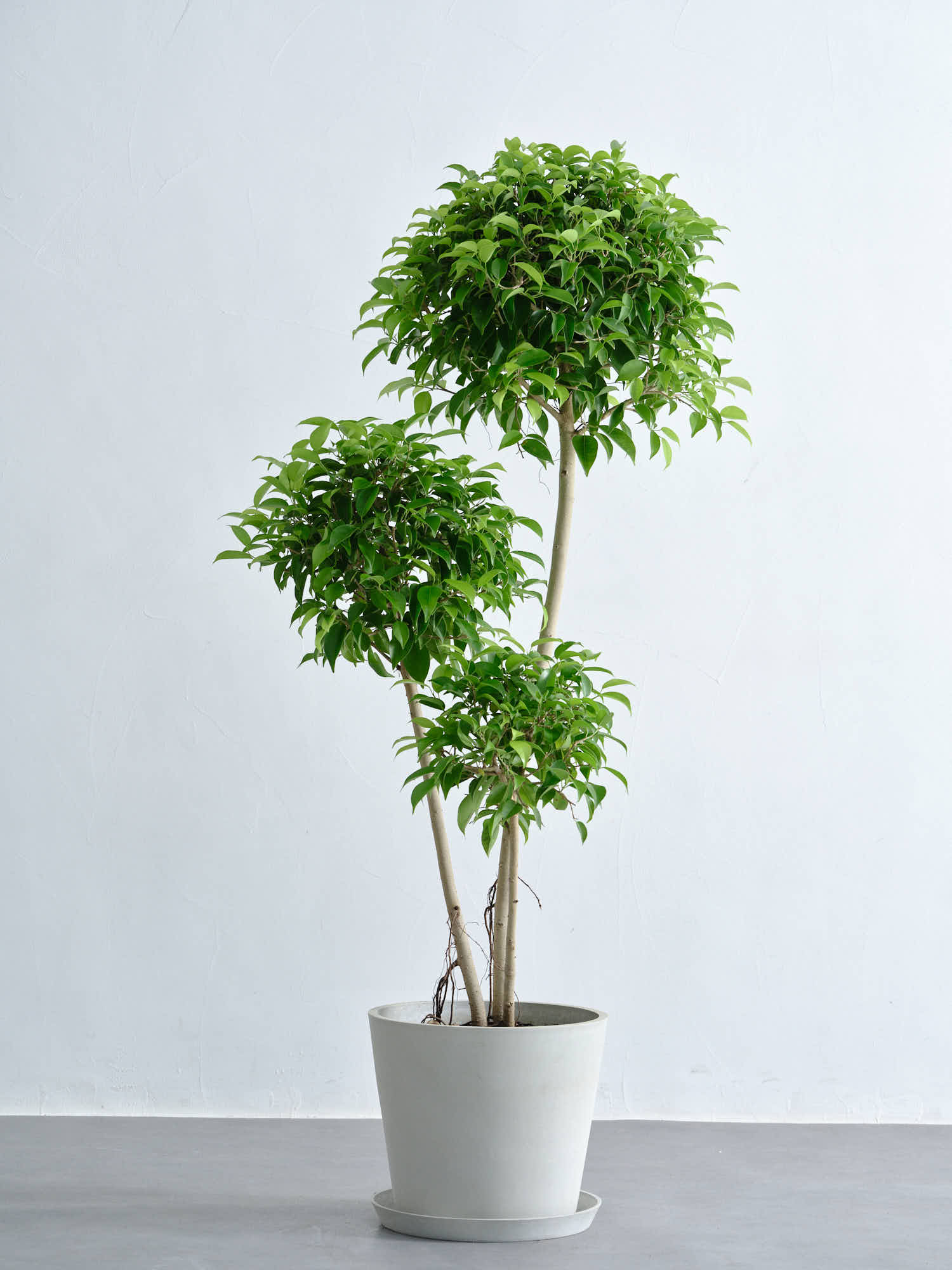 フィカス・ベンジャミン・リッチ L | 観葉植物の通販 AND PLANTS