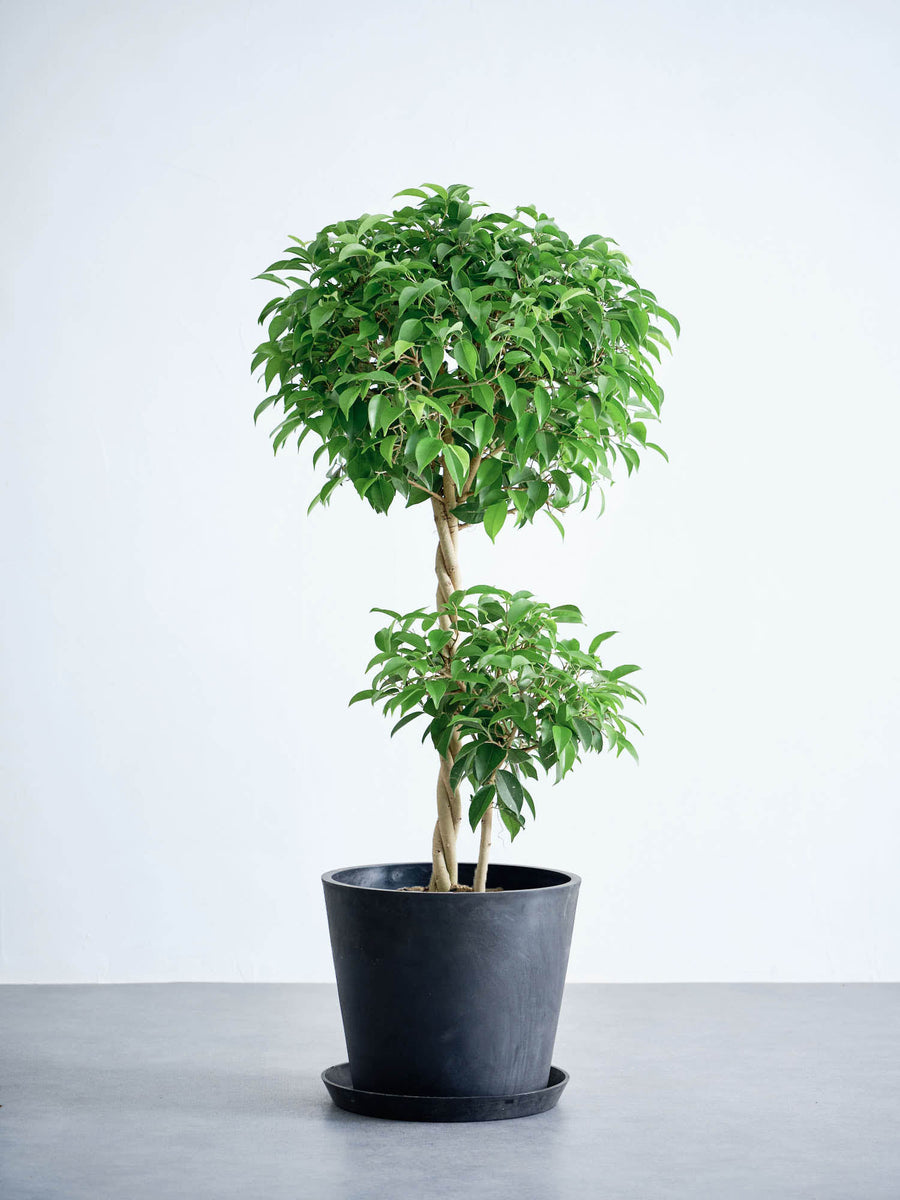 フィカス・ベンジャミン・リッチ | 観葉植物の通販 AND PLANTS (アンド