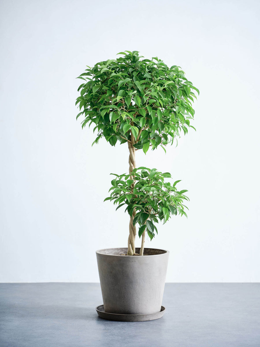 フィカス・ベンジャミン | 観葉植物の通販 AND PLANTS (アンドプランツ)