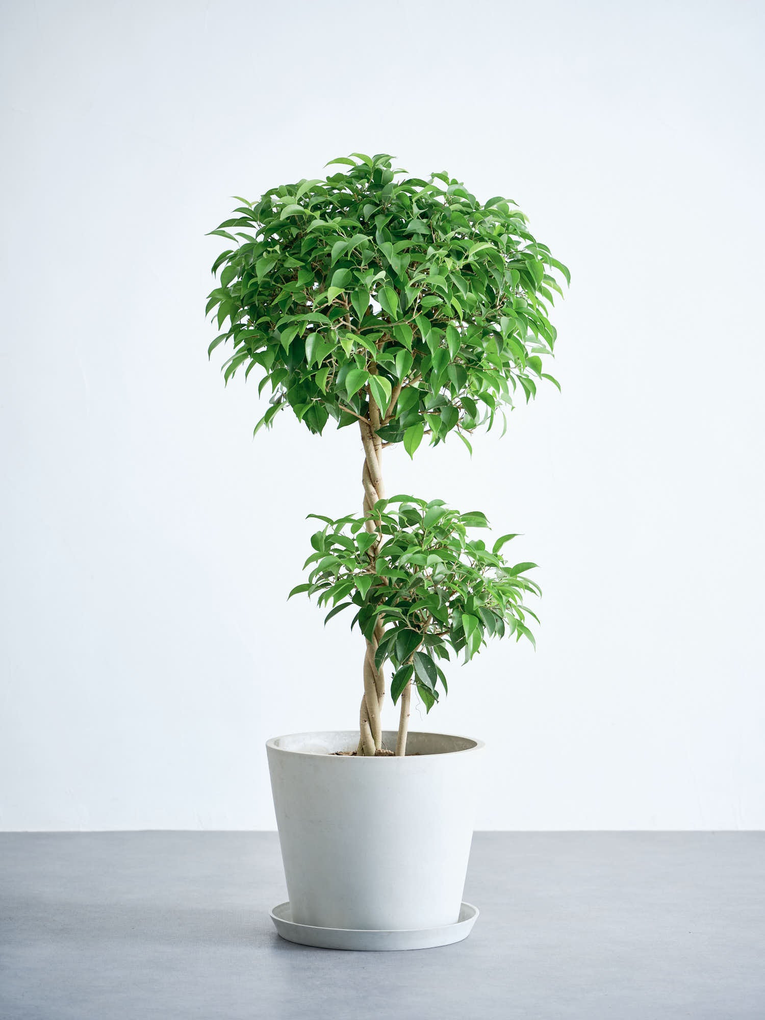 フィカス・ベンジャミン・リッチ L | 観葉植物の通販 AND PLANTS