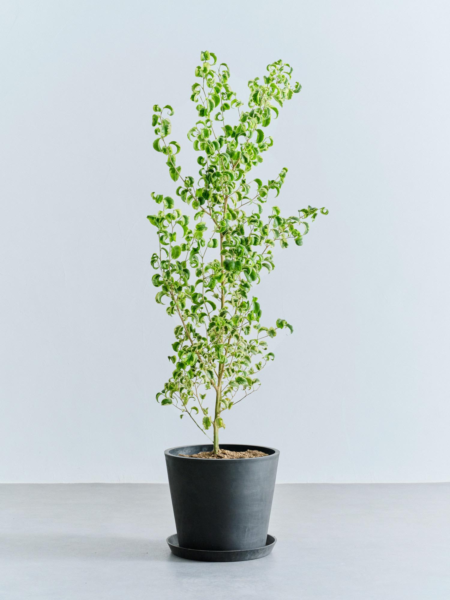 ベンジャミン・シタシオン L | 観葉植物の通販 AND PLANTS (アンド