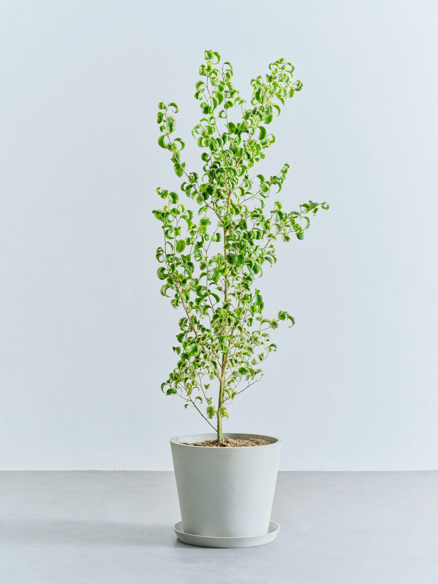 ベンジャミン・シタシオン | 観葉植物の通販 AND PLANTS (アンドプランツ)