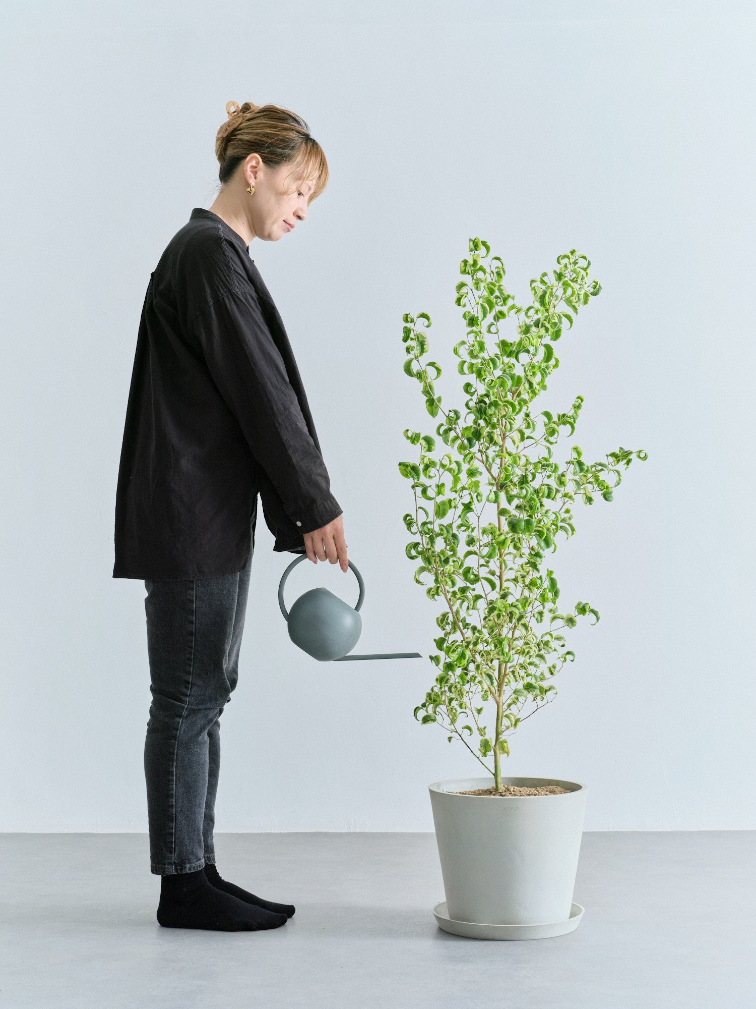 ベンジャミン・シタシオン L | 観葉植物の通販 AND PLANTS (アンド