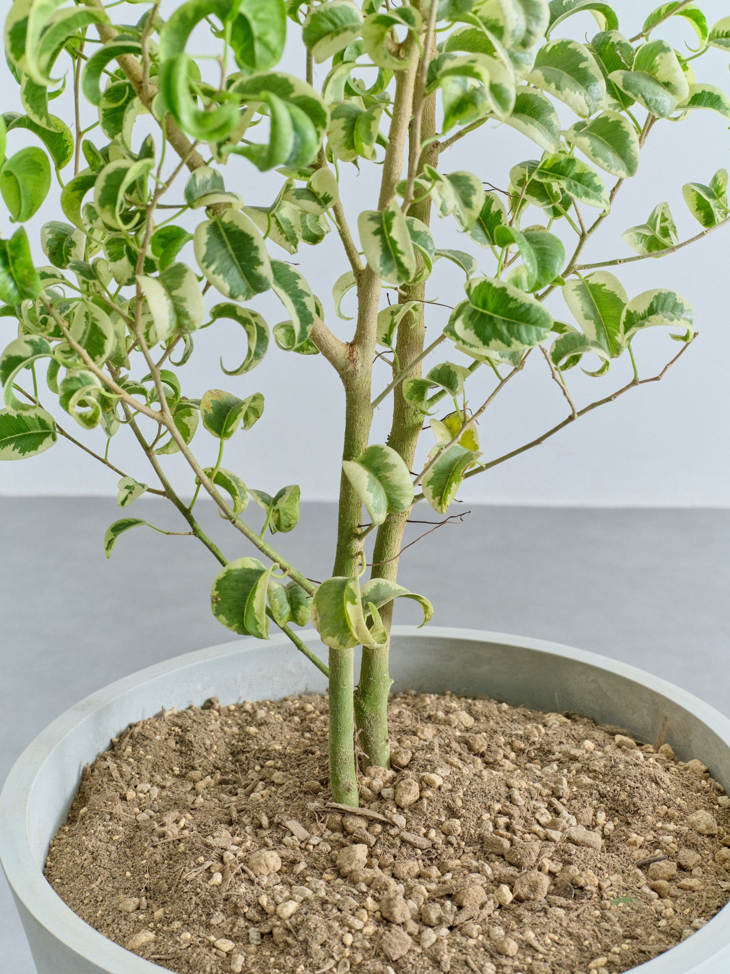 ベンジャミン・シタシオン L | 観葉植物の通販 AND PLANTS (アンド