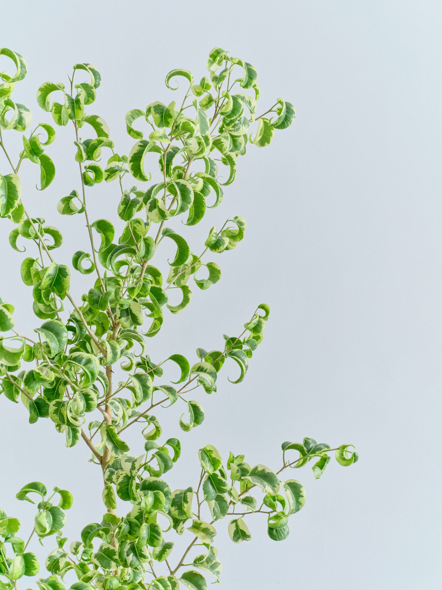 ベンジャミン・シタシオン L | 観葉植物の通販 AND PLANTS (アンド