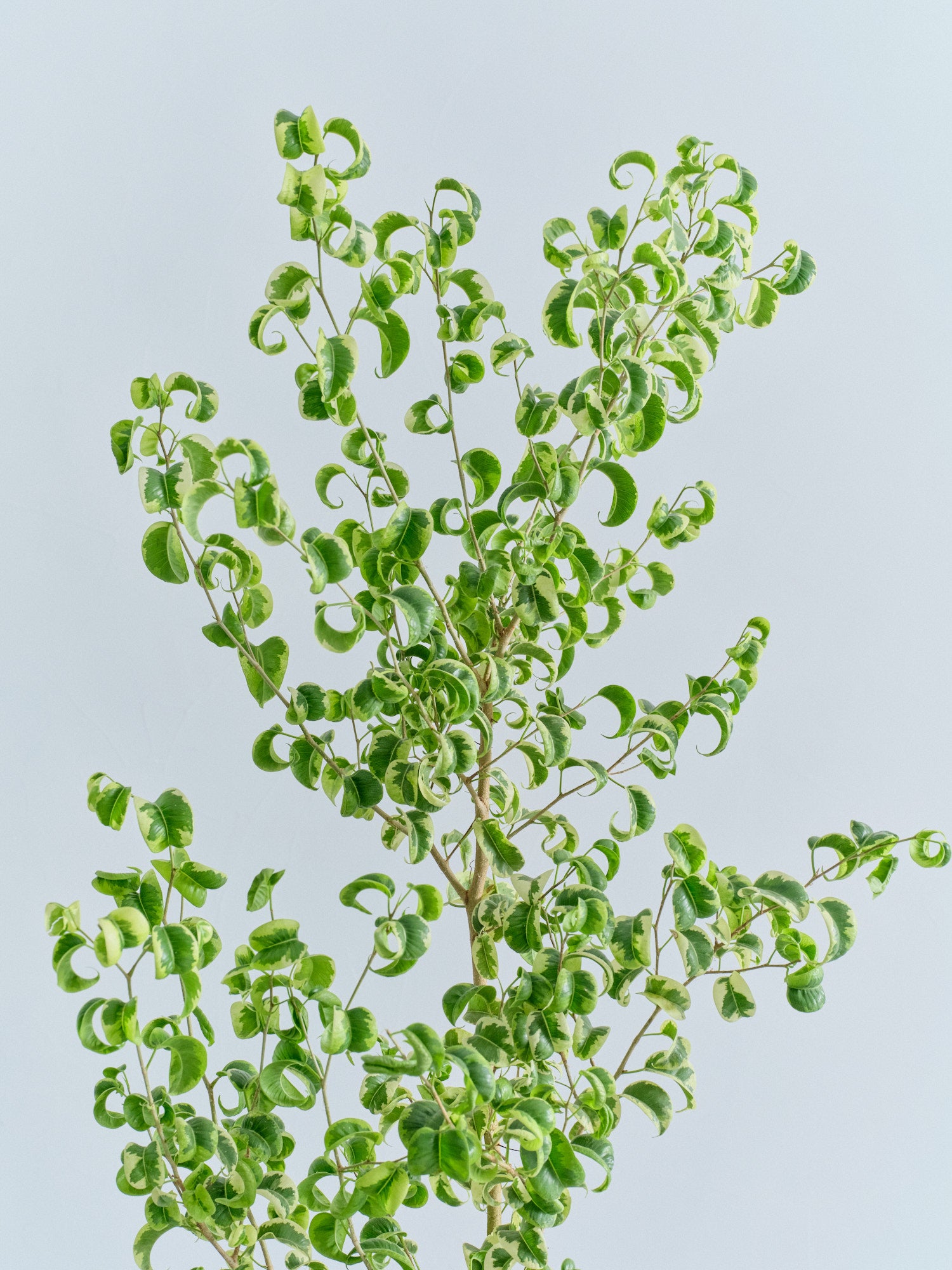 ベンジャミン・シタシオン L | 観葉植物の通販 AND PLANTS (アンド