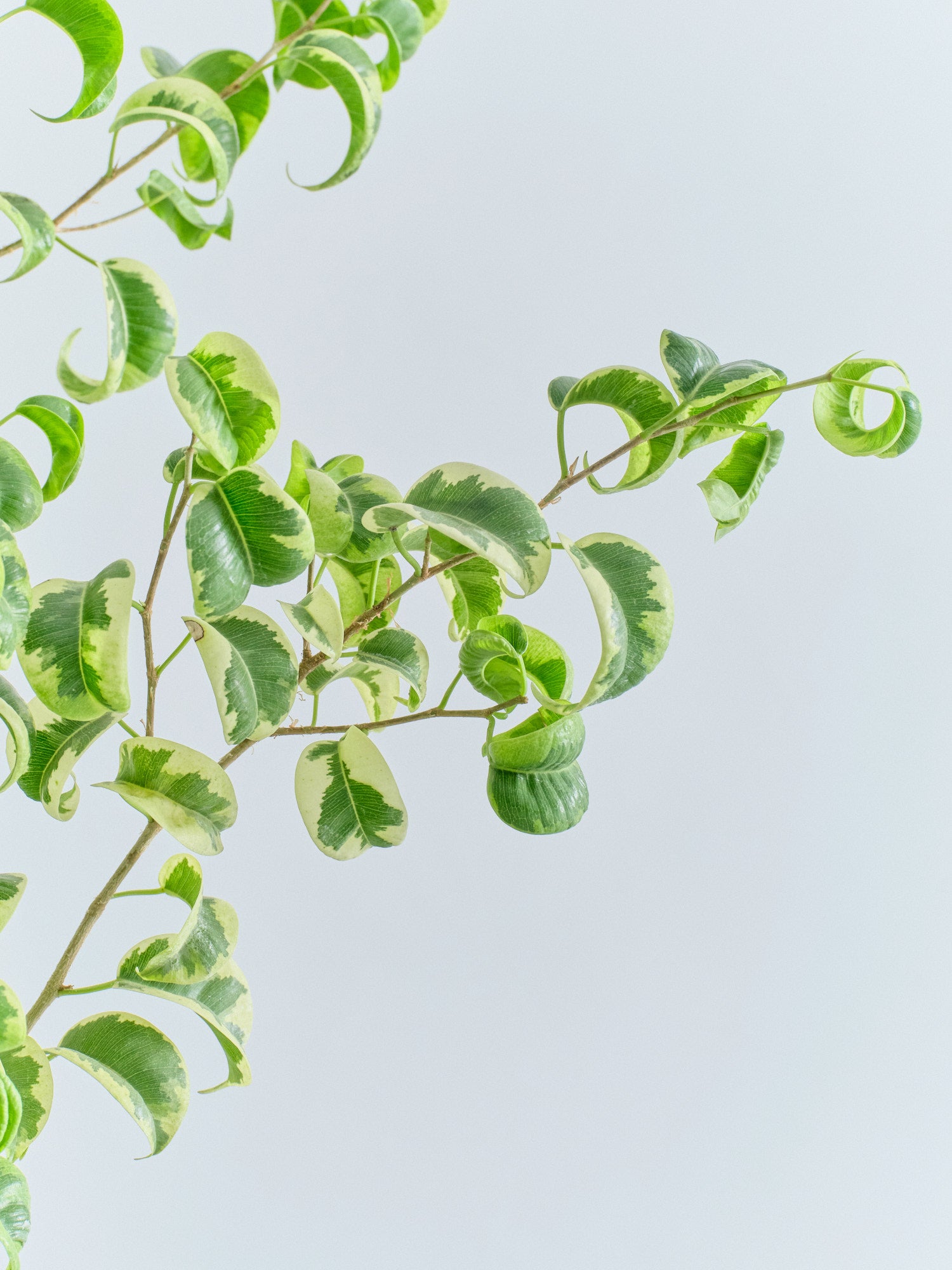 ベンジャミン・シタシオン L | 観葉植物の通販 AND PLANTS (アンド