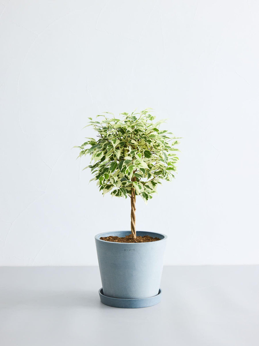 フィカス・ベンジャミン 6号 | 観葉植物の通販 AND PLANTS (アンド