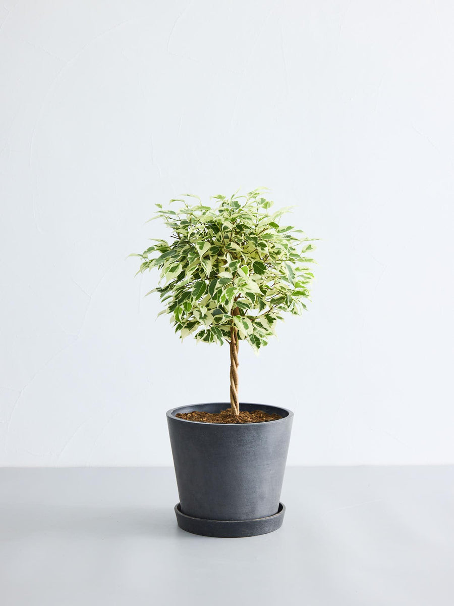 フィカス・ベンジャミン・スターライト 6号 | 観葉植物の通販 AND