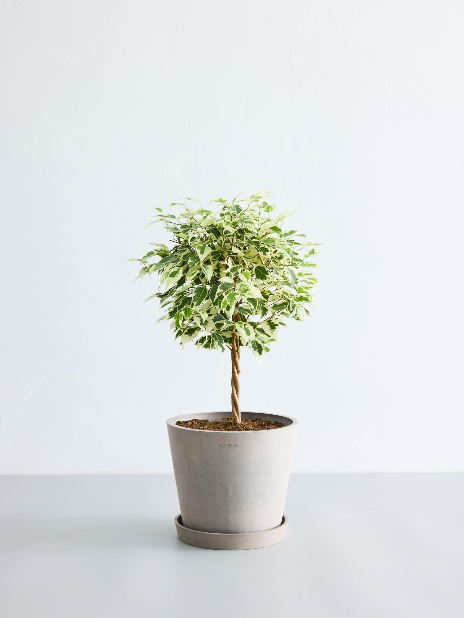 フィカス・ベンジャミン・スターライト S | 観葉植物の通販 AND PLANTS